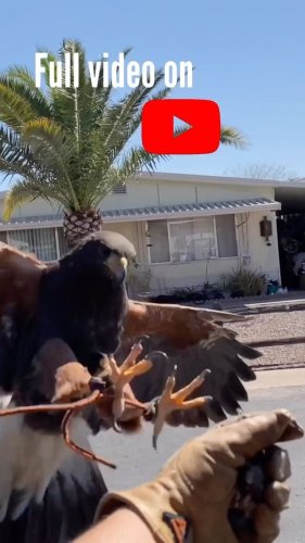 Video post from desertkingsfalconry.