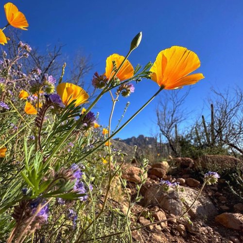 Carousel post from visittucson.