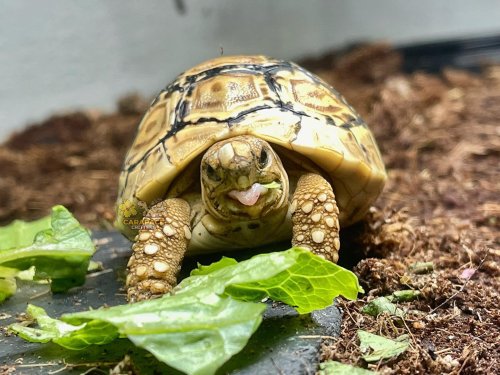 Photo post from carapacecritters.