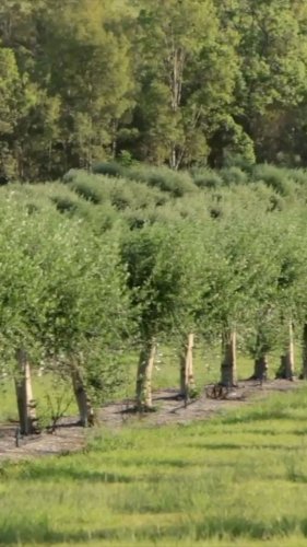 Video post from comvita_au.