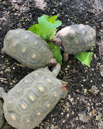 Photo post from carapacecritters.