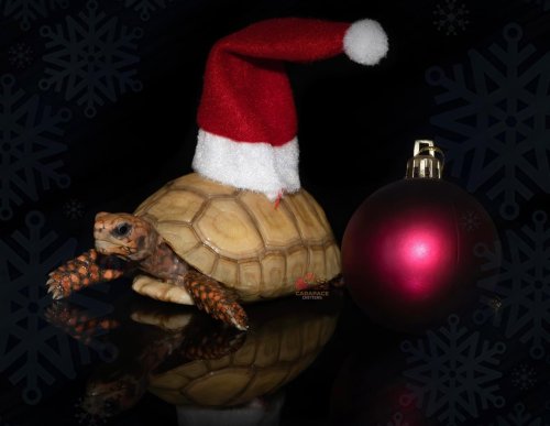 Photo post from carapacecritters.