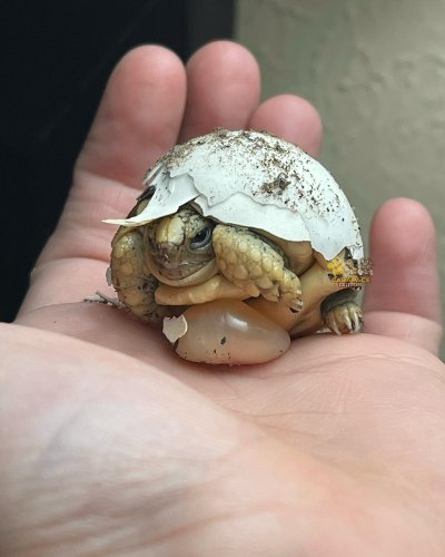 Photo post from carapacecritters.