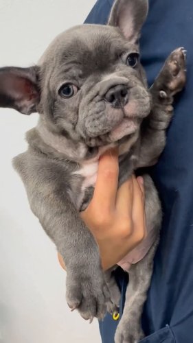 Video post from familyanimalhospitalcm.