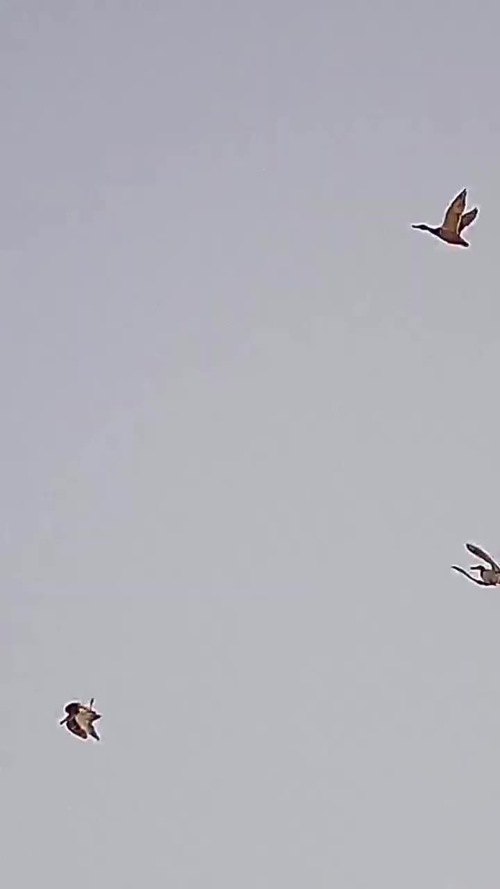 Video post from northernskiesoutfitters.