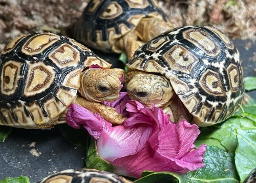 Photo post from carapacecritters.