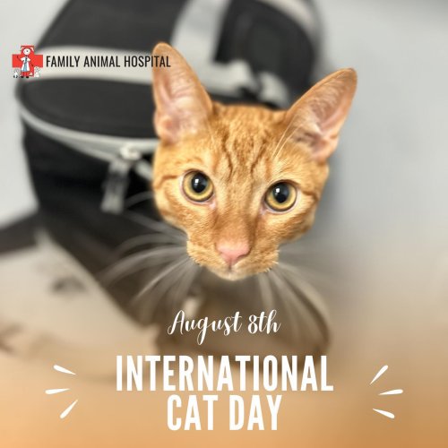 Photo post from familyanimalhospitalcm.