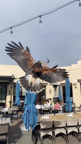 Video post from desertkingsfalconry.