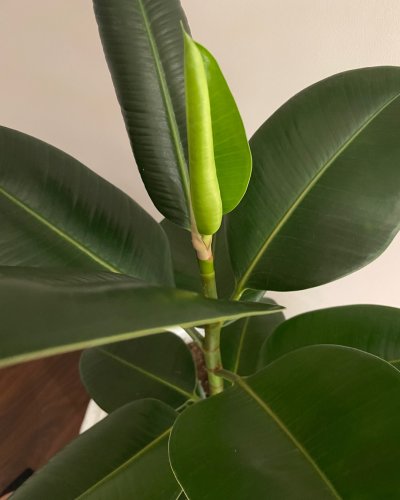 Photo post from trilliumdental.
