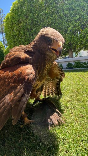 Video post from desertkingsfalconry.