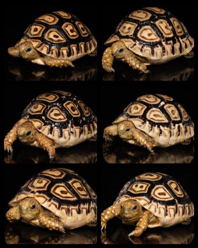 Photo post from carapacecritters.