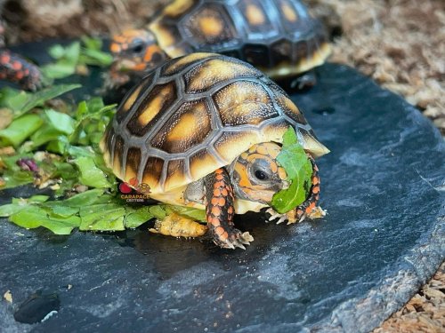 Photo post from carapacecritters.