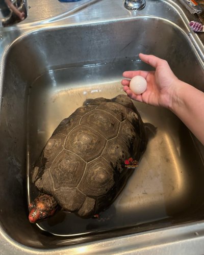 Photo post from carapacecritters.