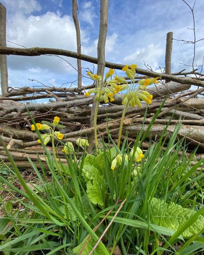 Carousel post from woodmeadowtrust.