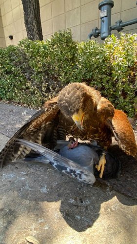 Video post from desertkingsfalconry.