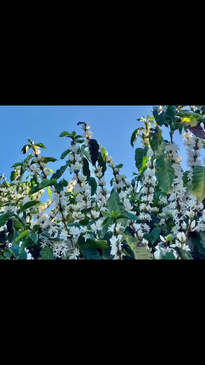 Video post from howefarming.