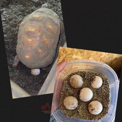 Photo post from carapacecritters.