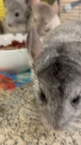 Video post from njexoticpets.