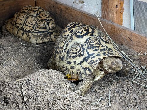 Photo post from carapacecritters.