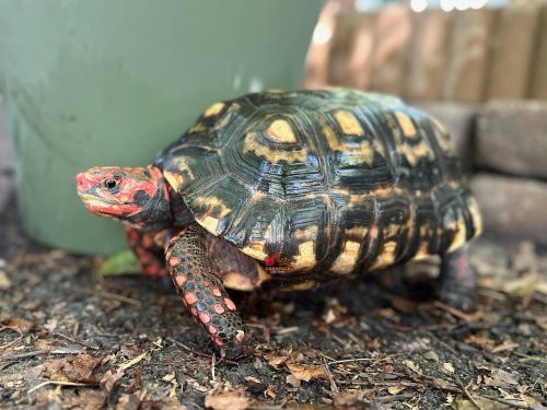 Carousel post from carapacecritters.