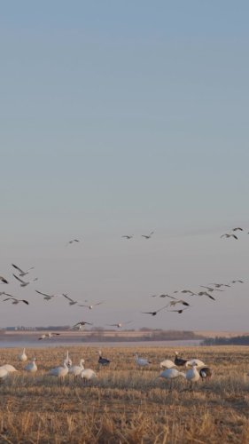 Video post from northernskiesoutfitters.