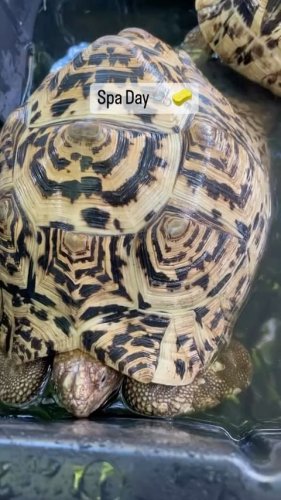 Video post from carapacecritters.