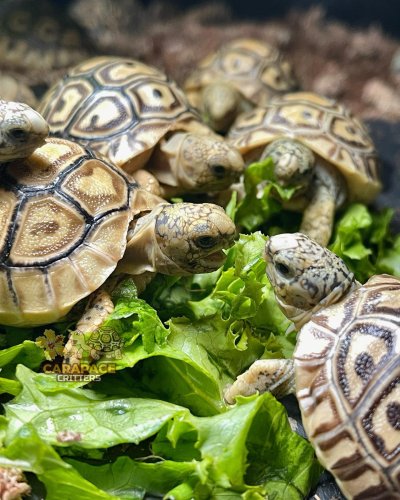 Photo post from carapacecritters.