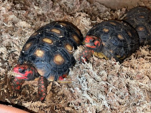 Photo post from carapacecritters.