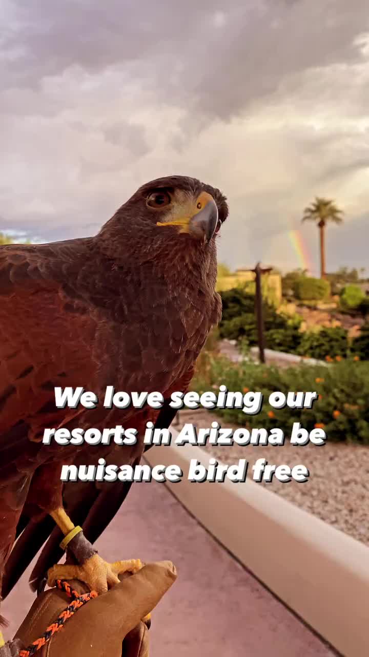 Video post from desertkingsfalconry.