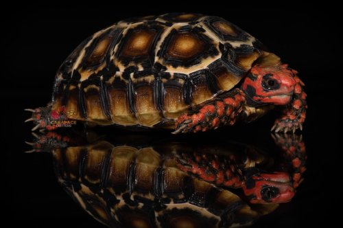 Photo post from carapacecritters.