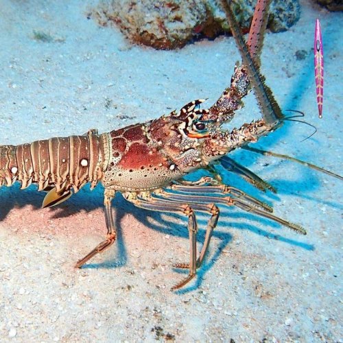 Photo post from ejs_fishing_charters.