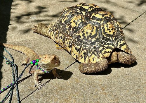 Photo post from carapacecritters.