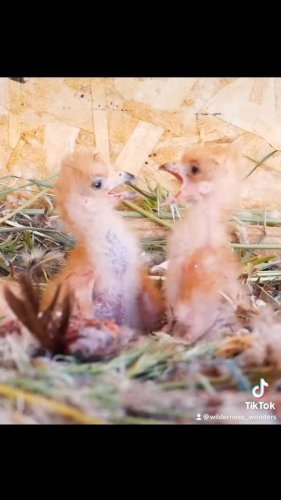 Video post from desertkingsfalconry.