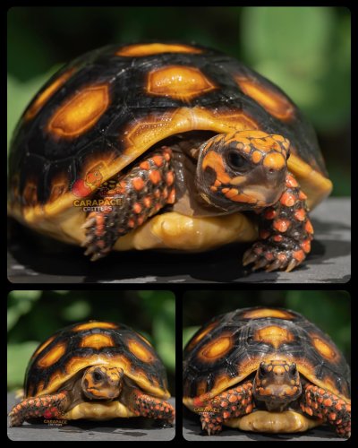 Photo post from carapacecritters.