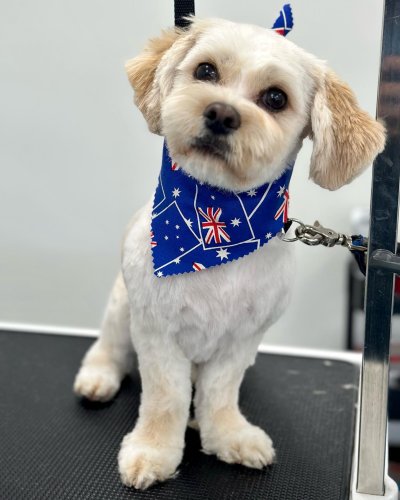 Carousel post from k9playtimedoggydaycare.