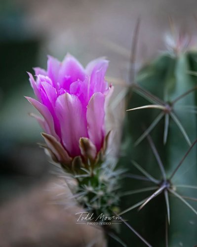 Photo post from visittucson.