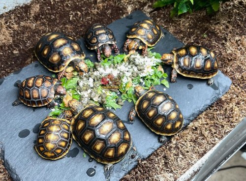 Photo post from carapacecritters.