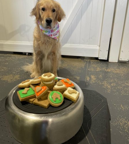 Carousel post from k9playtimedoggydaycare.