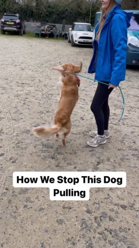 Video post from southenddogtraining.