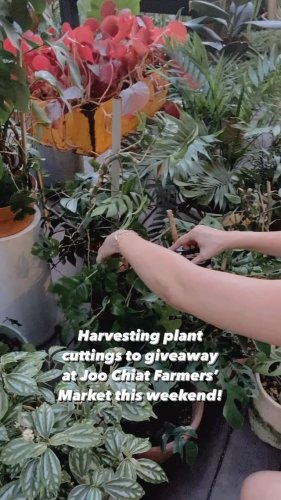 Video post from crane_living.