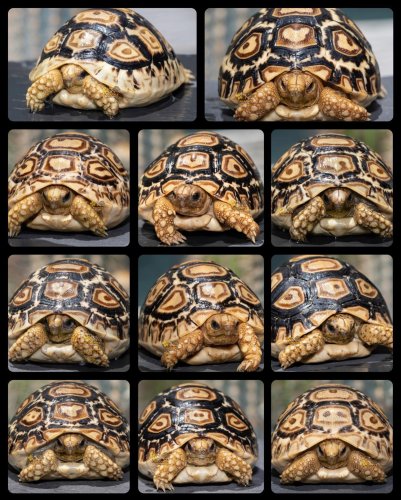 Photo post from carapacecritters.