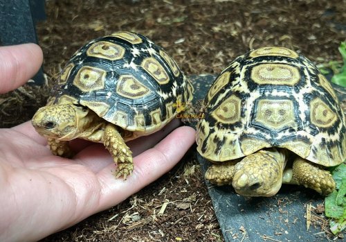 Photo post from carapacecritters.