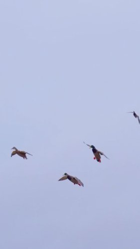 Video post from northernskiesoutfitters.