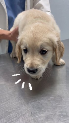 Video post from familyanimalhospitalcm.
