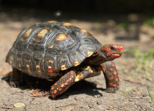 Carousel post from carapacecritters.