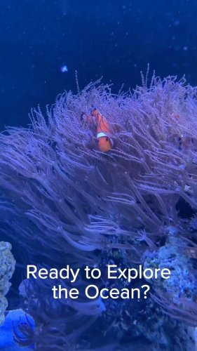 Video post from visittucson.