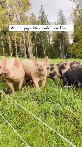 Video post from hungryhollowfarm.