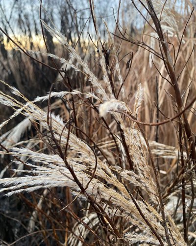 Photo post from sussexprairies.