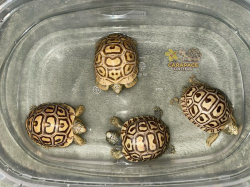 Photo post from carapacecritters.