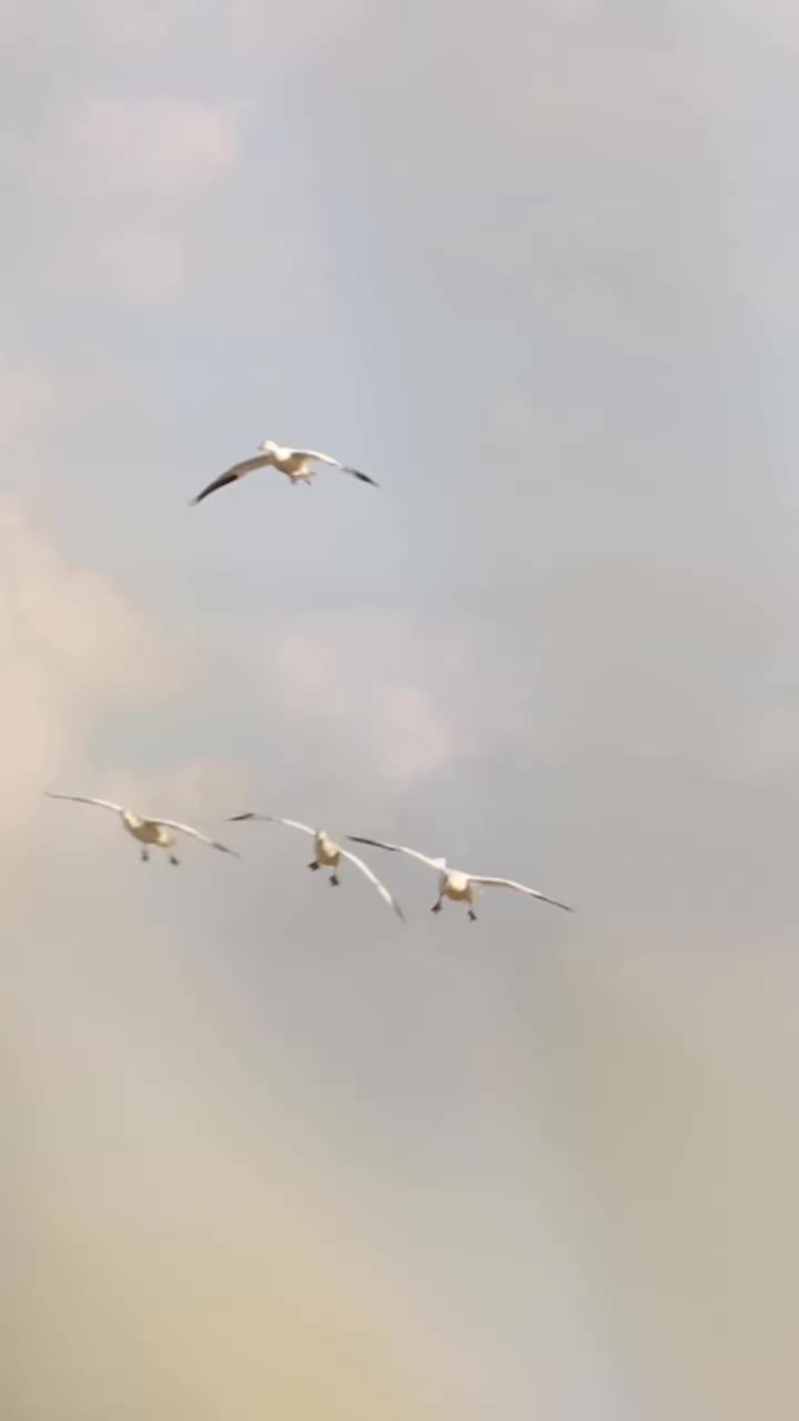 Video post from northernskiesoutfitters.